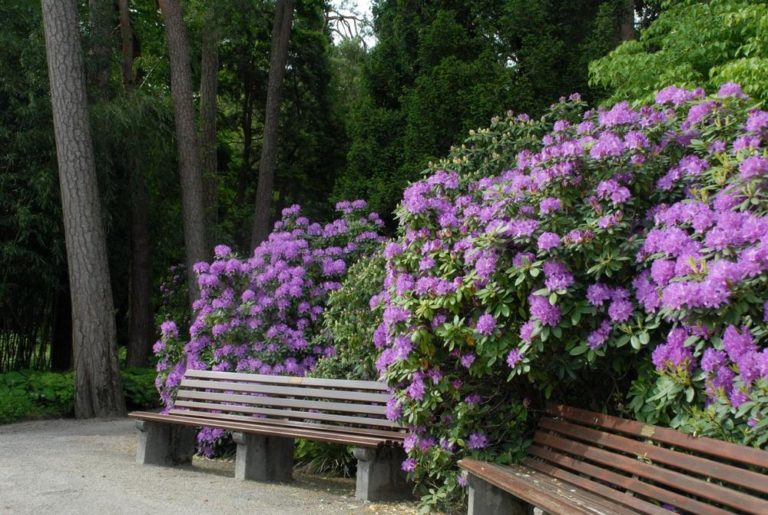 Botanischer Garten MünchenNymphenburg weiterhin